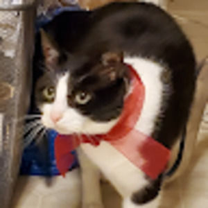 Meet your Posher, Isabel